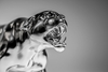  – Powerful and dynamic. The panther came about as the result of the perfect synergy between high-tech HAIMER products and best-of-breed <em>hyper</em>MILL<sup>®</sup> CAD/CAM solutions.